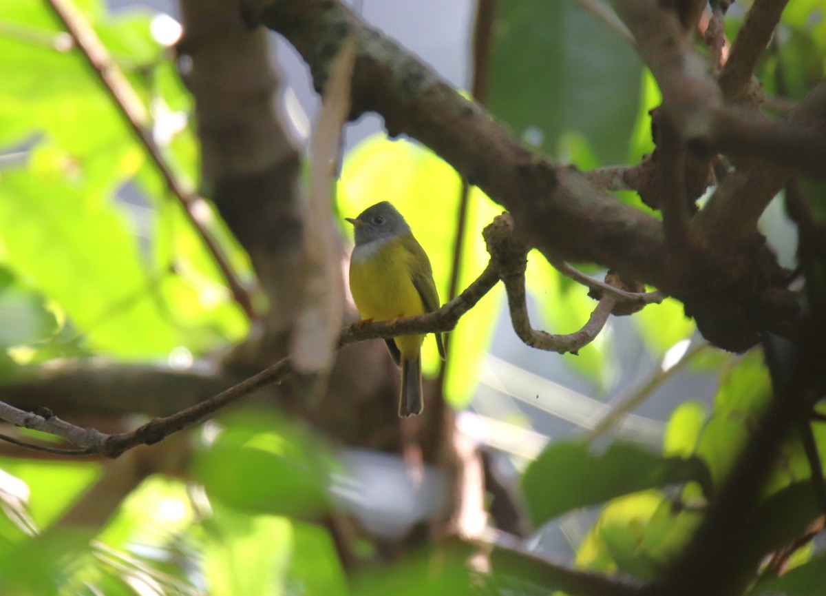 Gray-headed Canary-Flycatcher - ML627907596