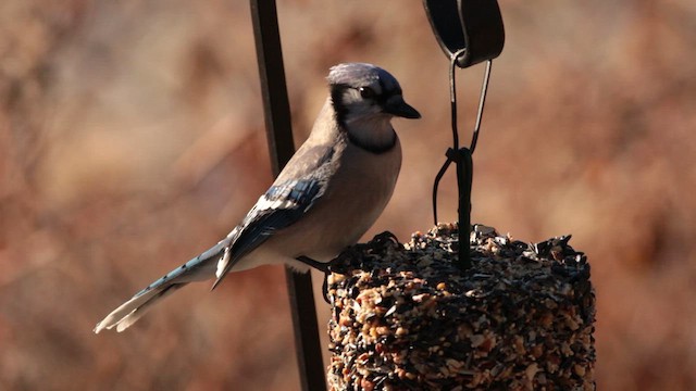 Blue Jay - ML627907603