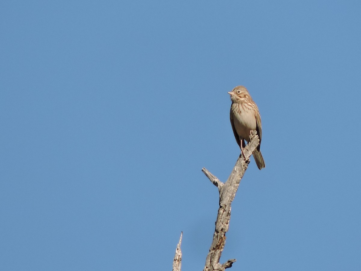 Vesper Sparrow - ML627907613