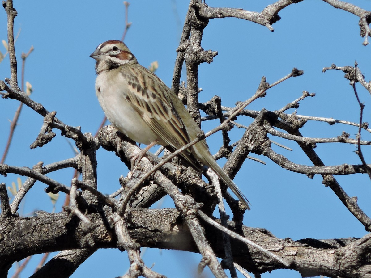 strnádka travní - ML627907614