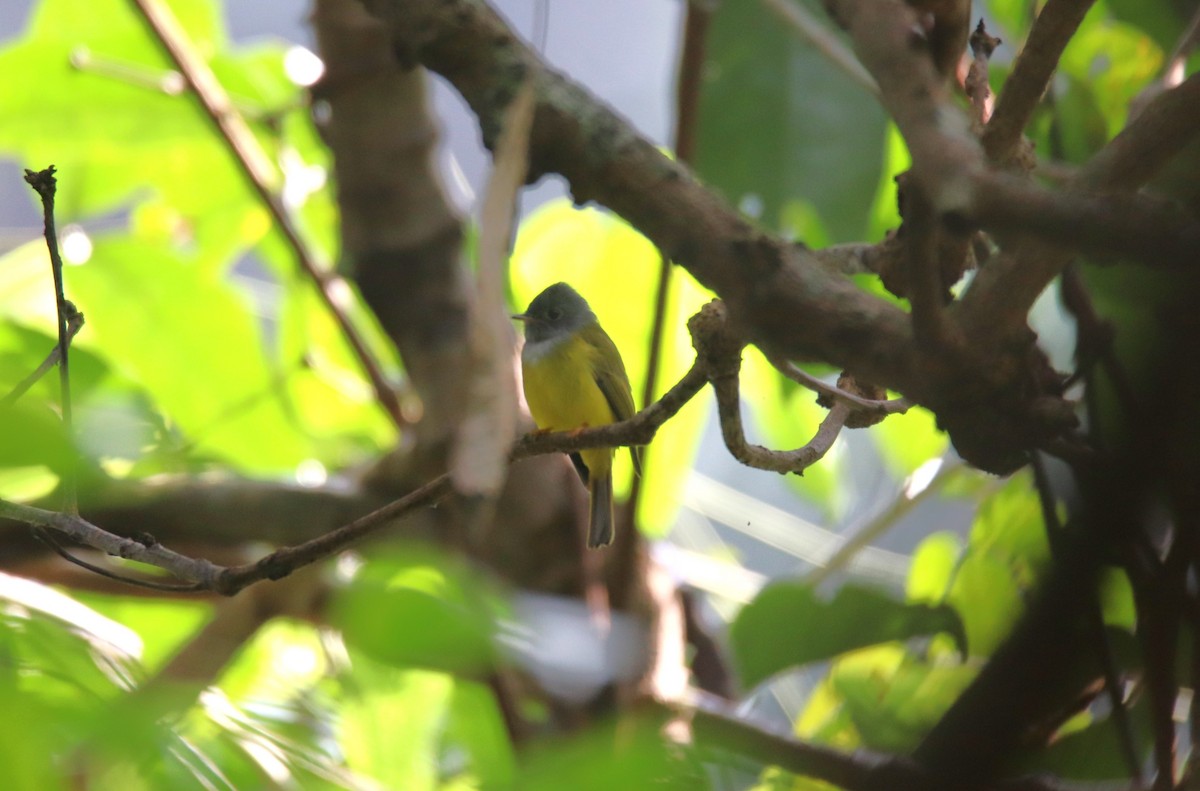 Gray-headed Canary-Flycatcher - ML627907619