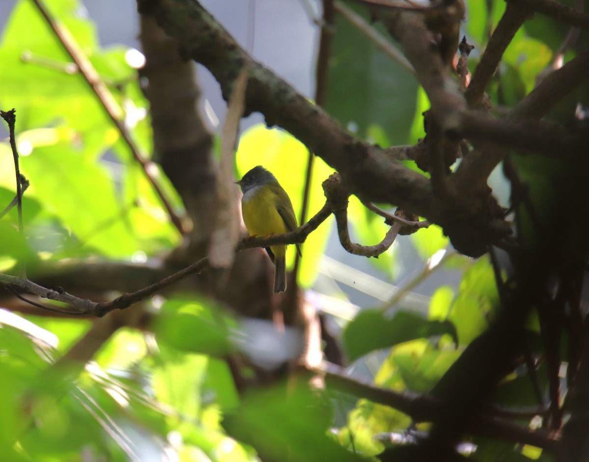 Gray-headed Canary-Flycatcher - ML627907639