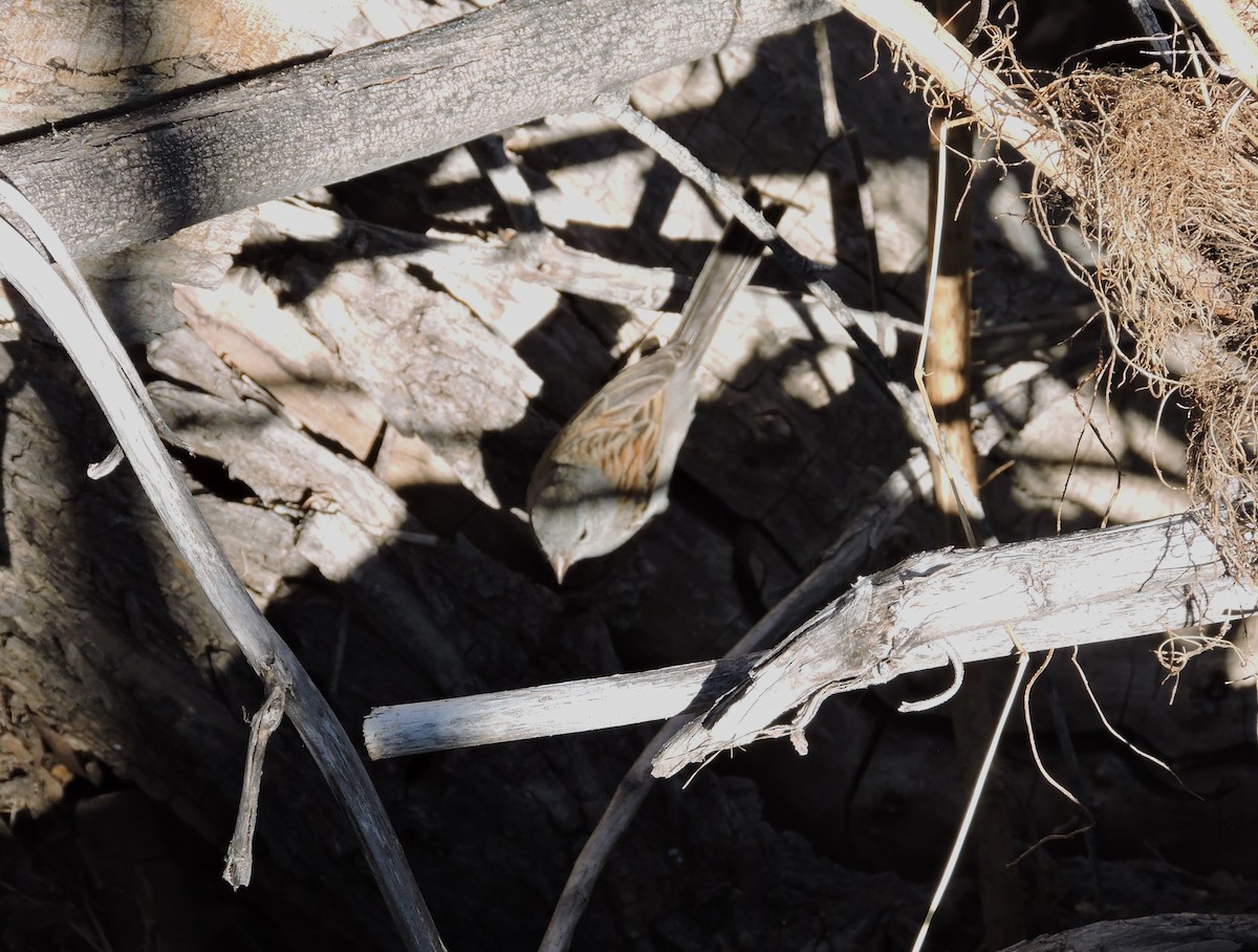 Black-chinned Sparrow - ML627907651