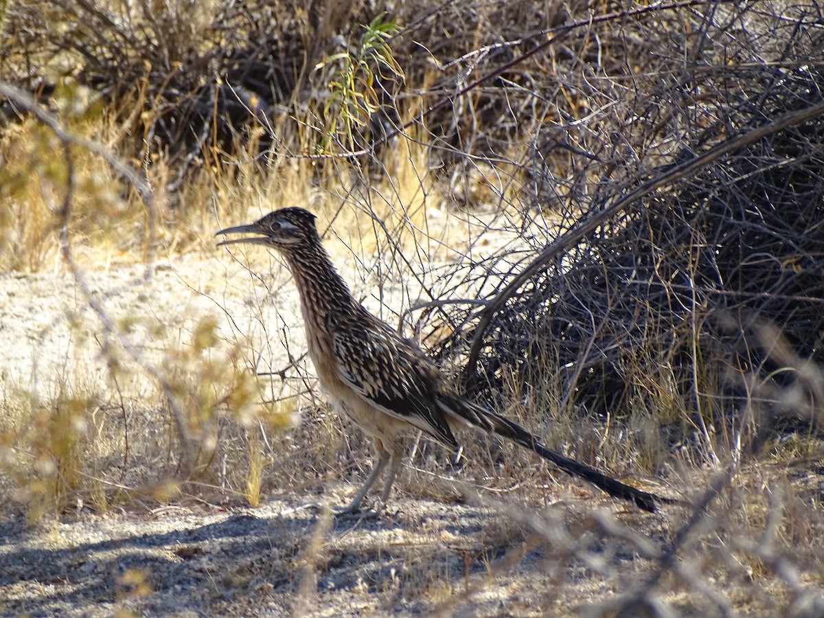 Greater Roadrunner - ML627907683