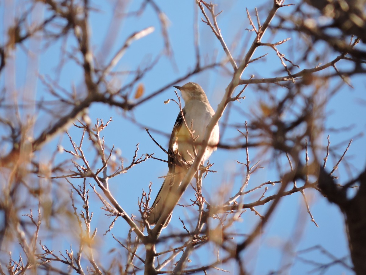 drozdec mnohohlasý - ML627907689