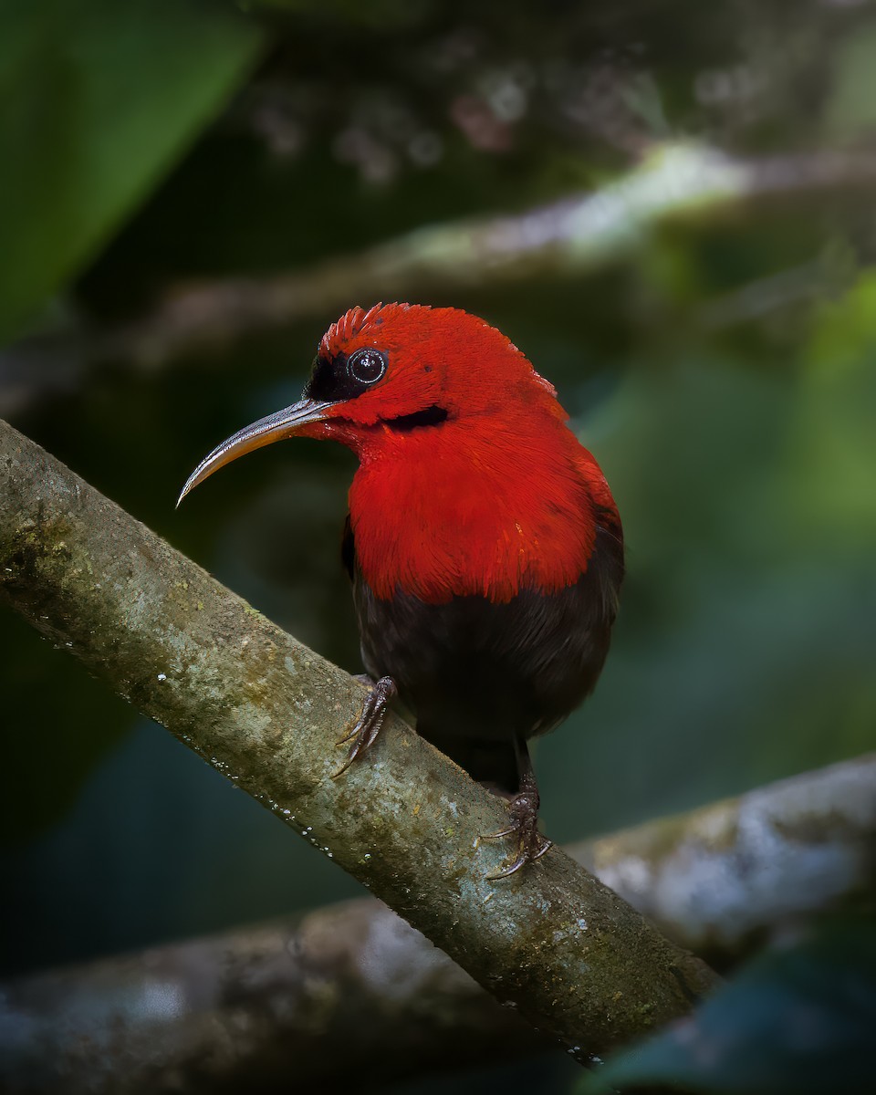 Magnificent Sunbird - ML627907728