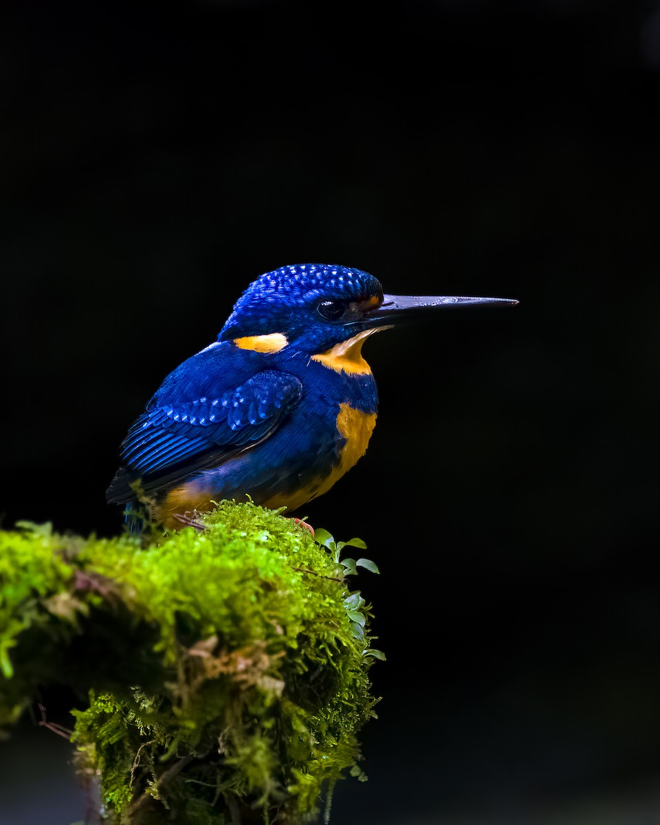 Indigo-banded Kingfisher - ML627907738