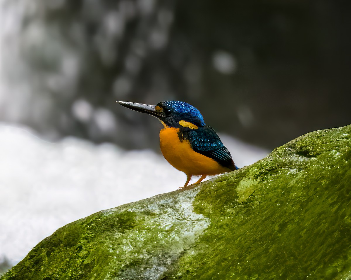 Indigo-banded Kingfisher - ML627907740