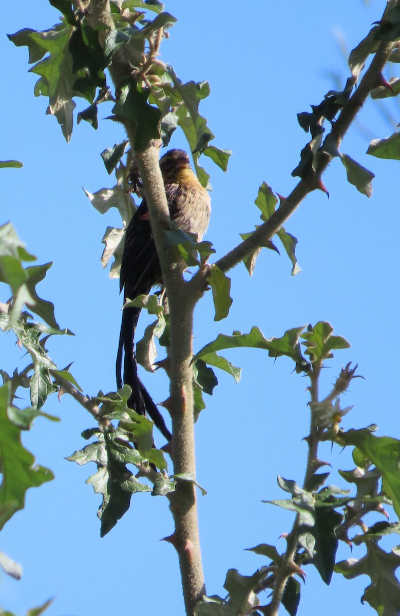 Red-cowled Widowbird - ML627907753