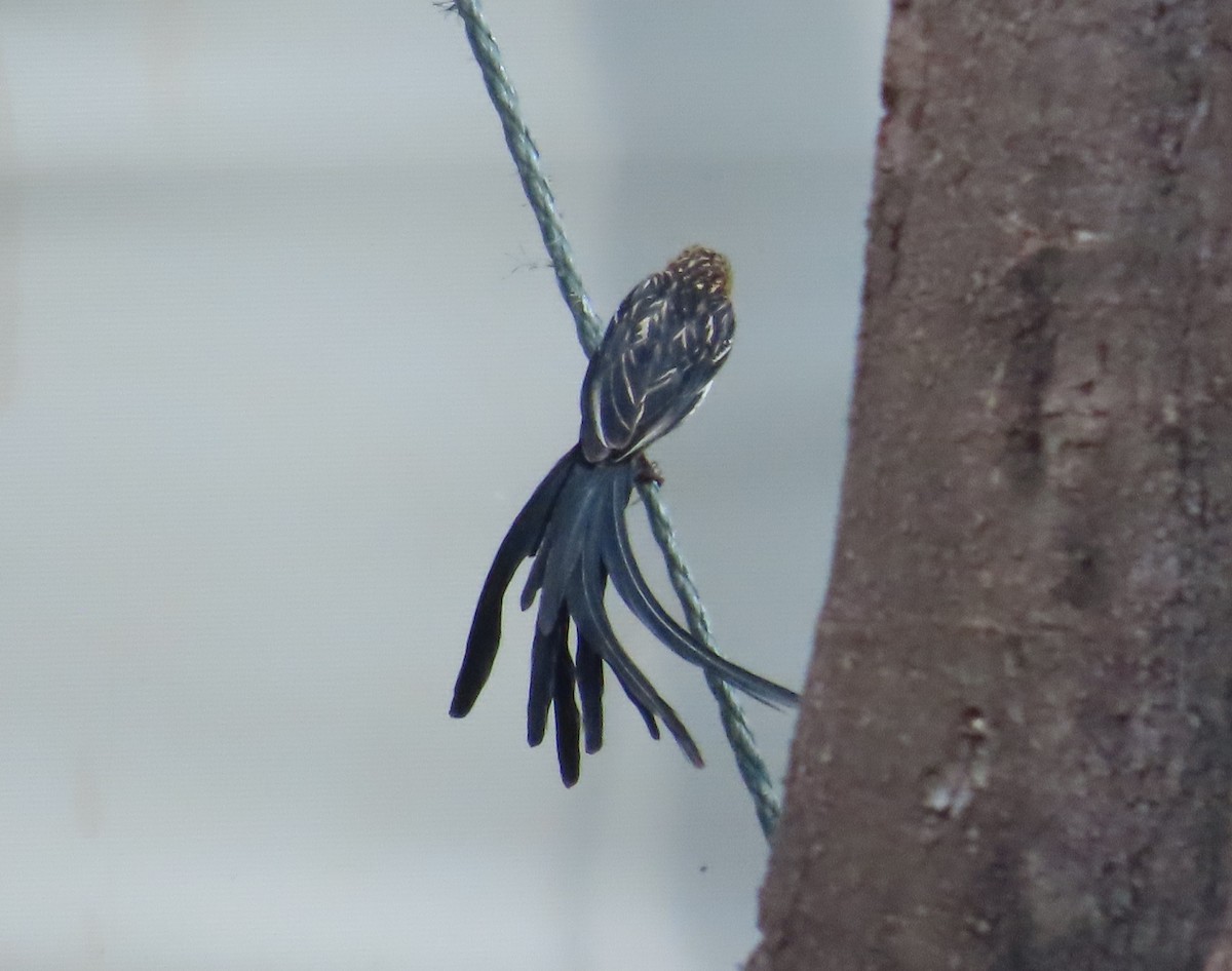 Red-cowled Widowbird - ML627907760