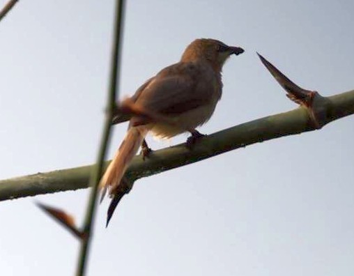 Large Gray Babbler - ML627907789