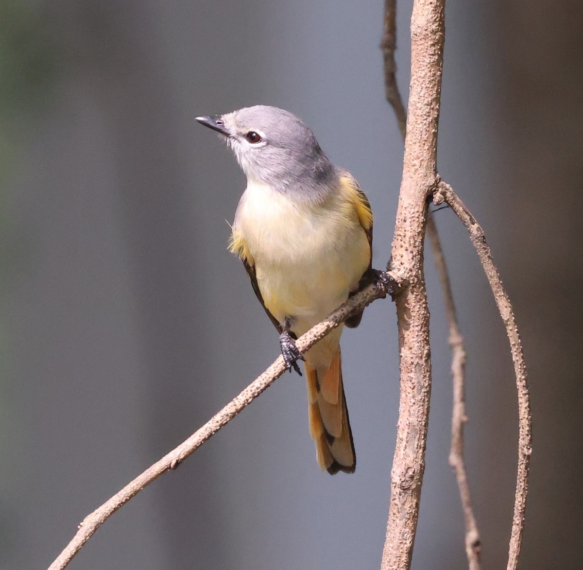 Small Minivet - ML627907850