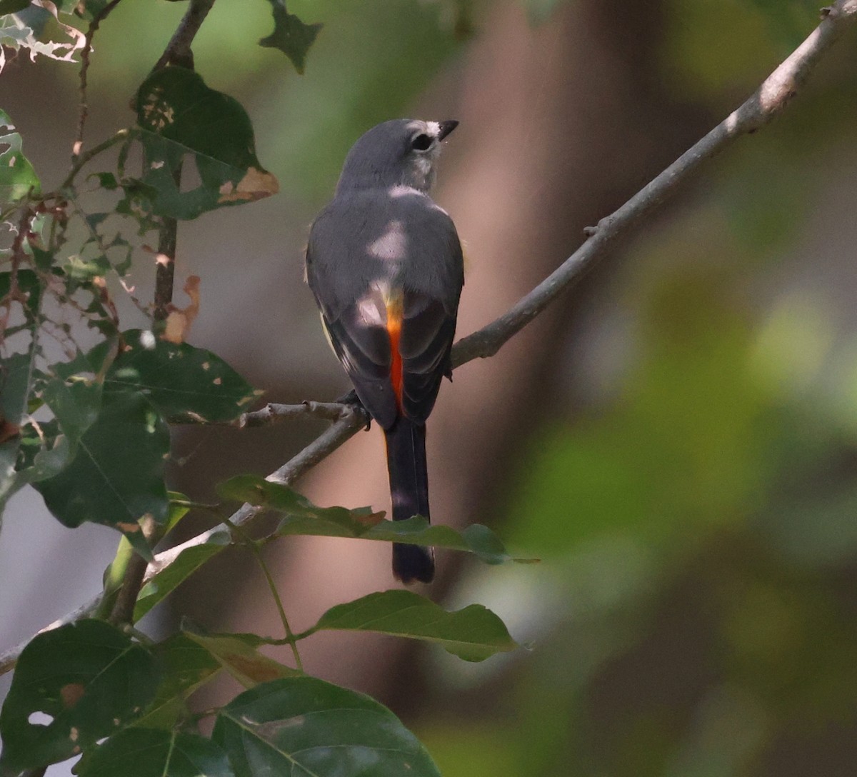 Small Minivet - ML627907880