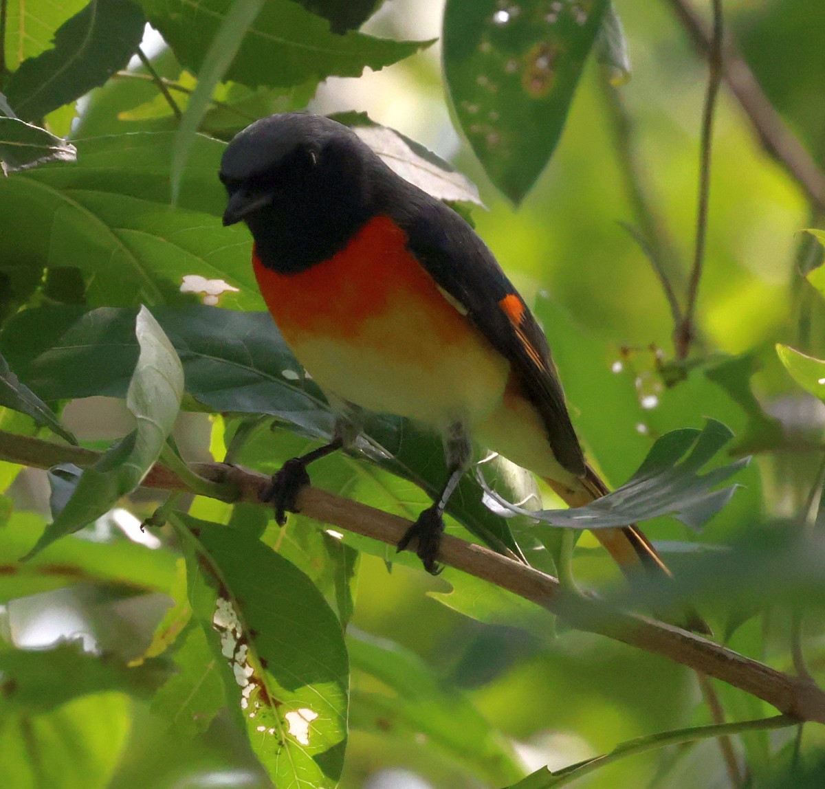 Small Minivet - ML627907900