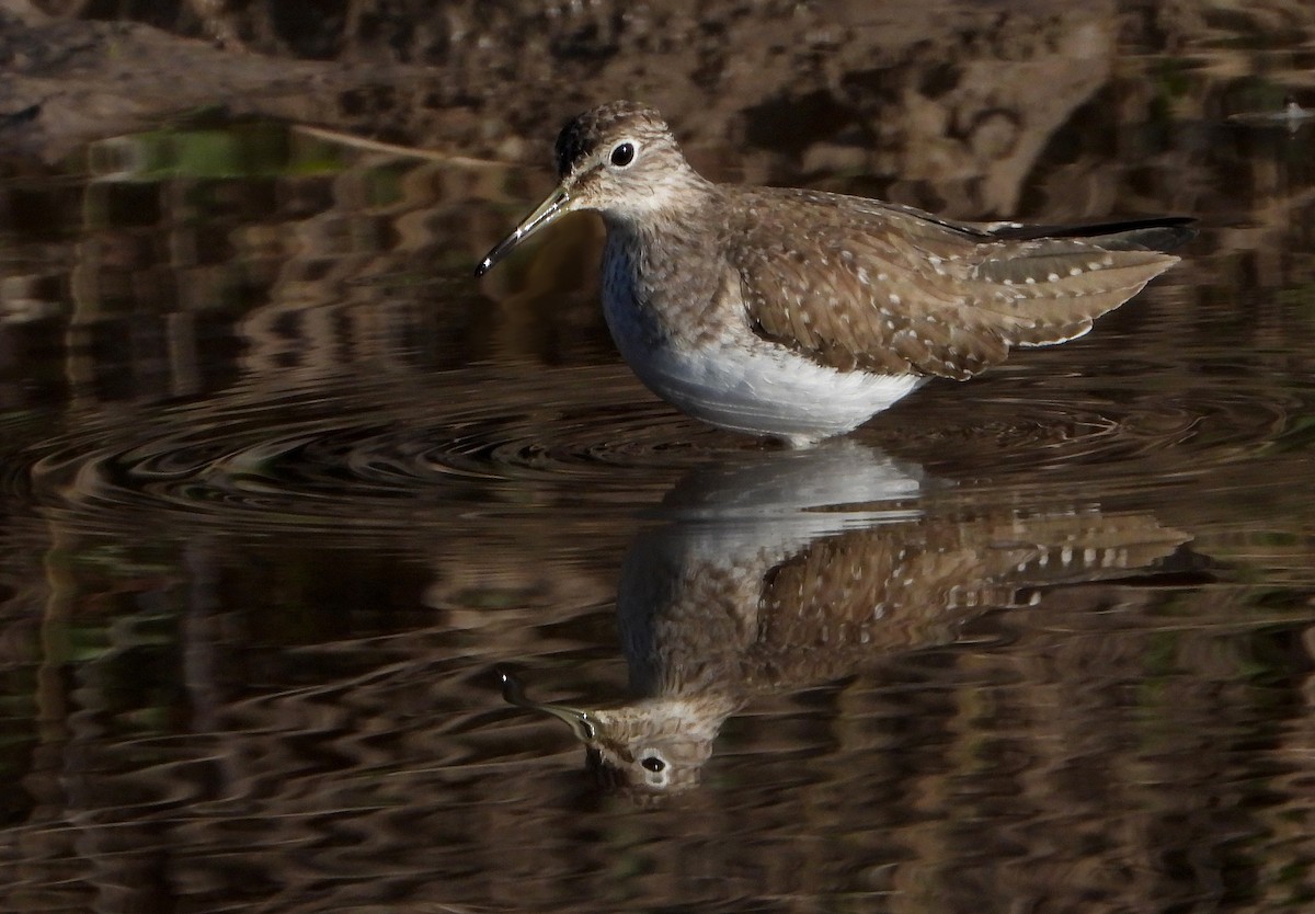 Solitary Sandpiper - ML627907978
