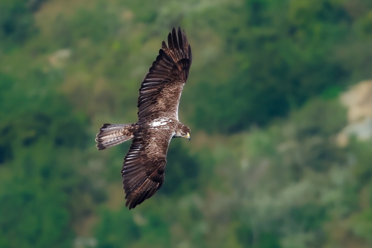 Bonelli's Eagle - ML627908169