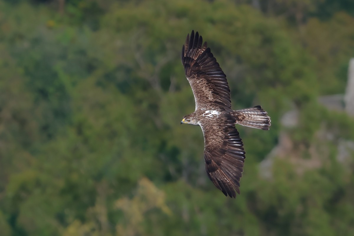 Bonelli's Eagle - ML627908170