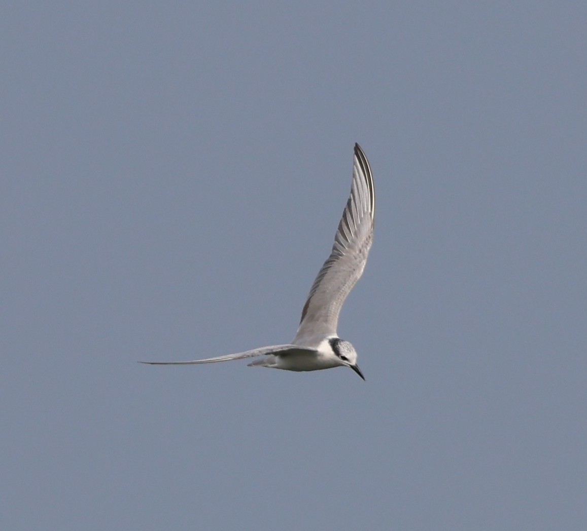 Whiskered Tern - ML627908182