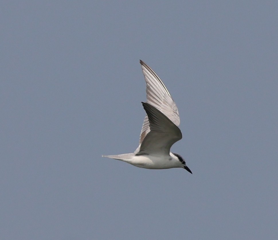 Whiskered Tern - ML627908183