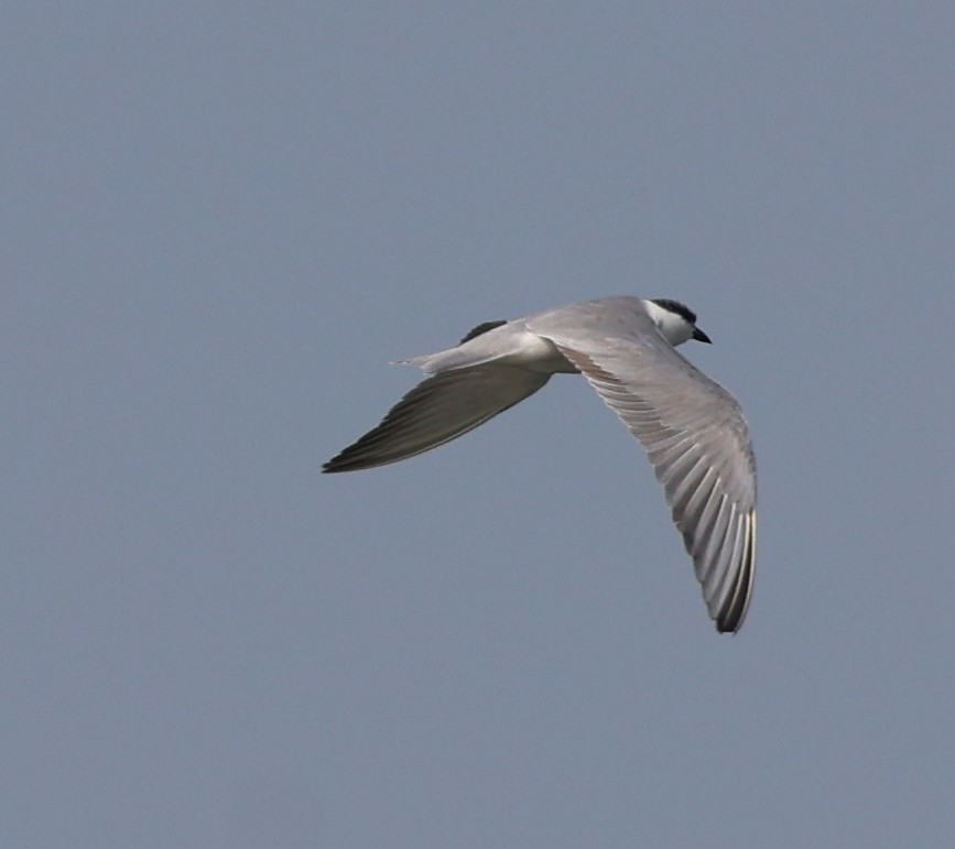 Whiskered Tern - ML627908184