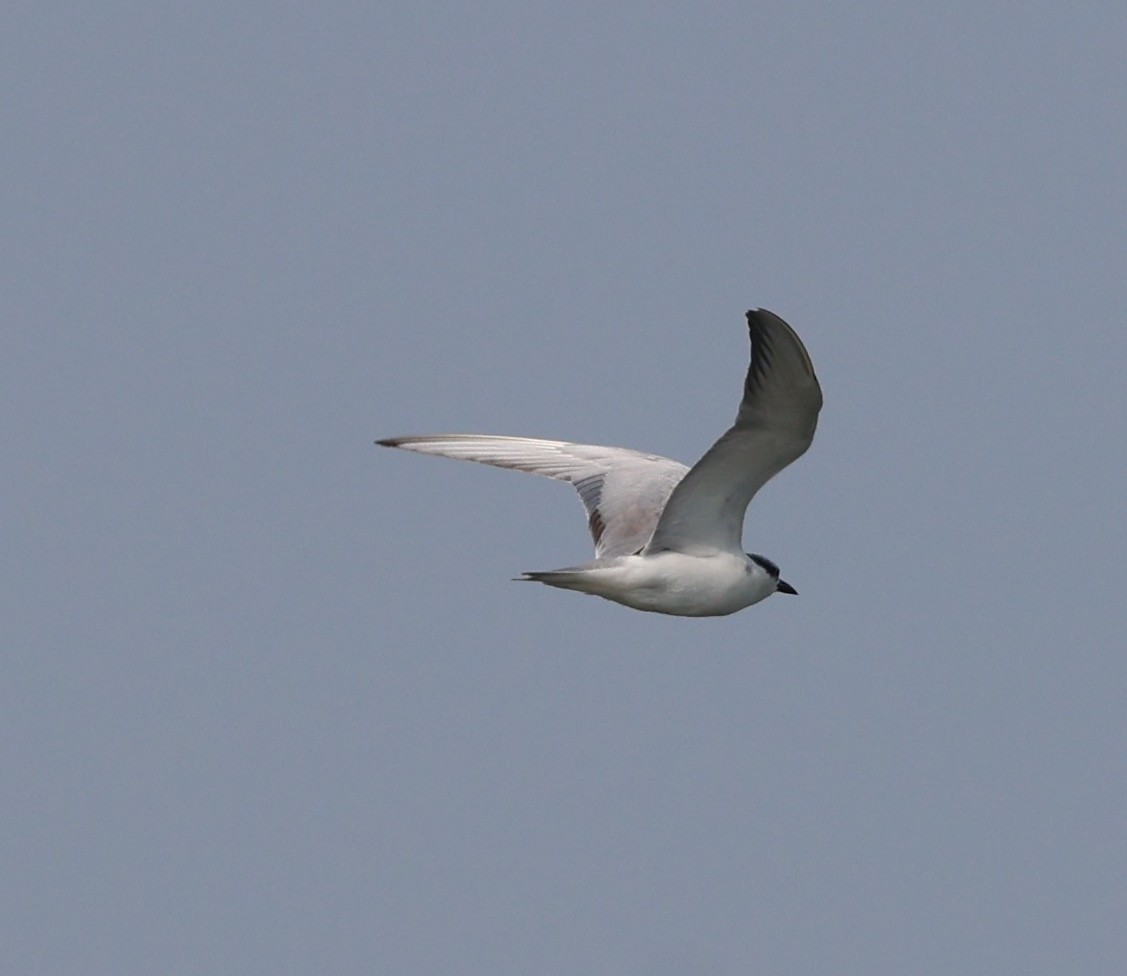 Whiskered Tern - ML627908185