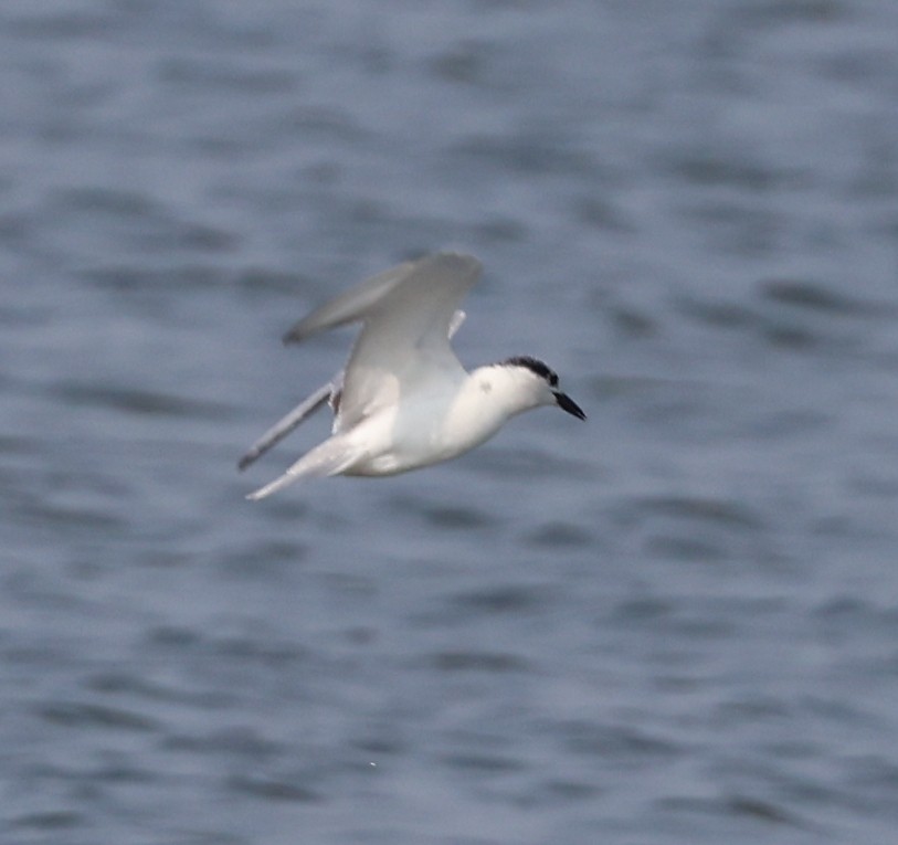 Whiskered Tern - ML627908186