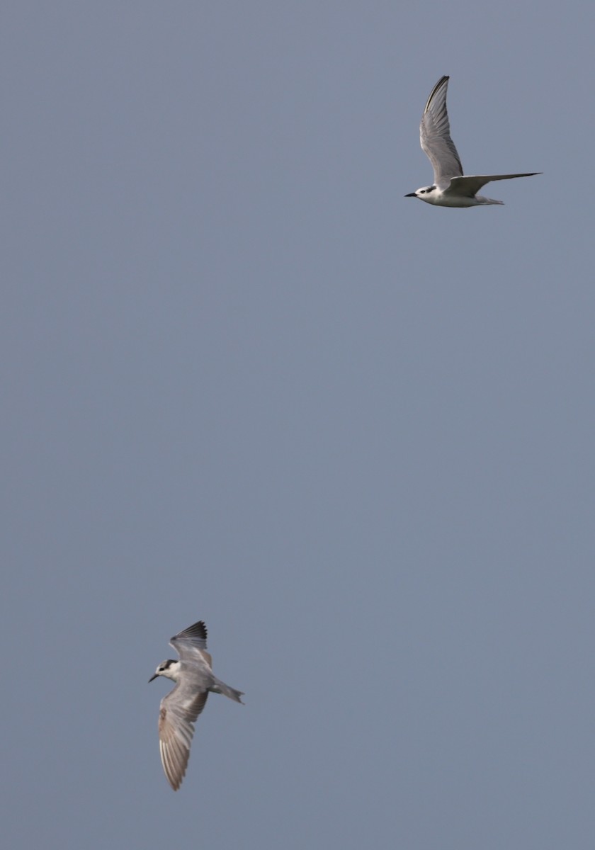 Whiskered Tern - ML627908187