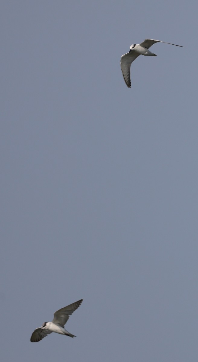 Whiskered Tern - ML627908188