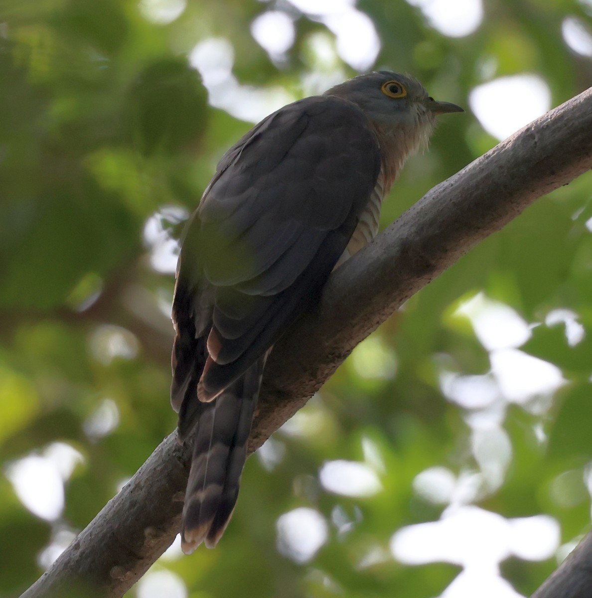 Common Hawk-Cuckoo - ML627908205