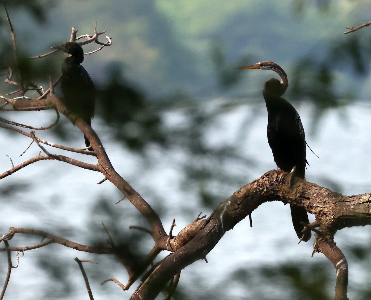 Oriental Darter - ML627908230