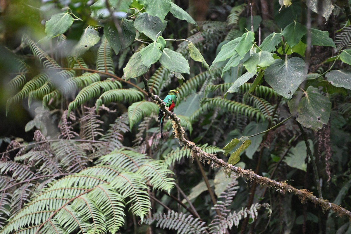 Golden-headed Quetzal - ML627908283