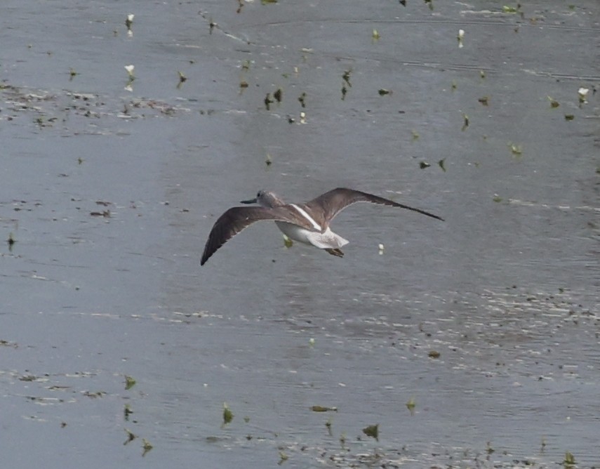 Common Greenshank - ML627908313