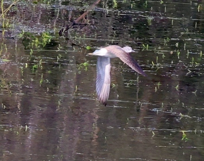 Common Greenshank - ML627908314