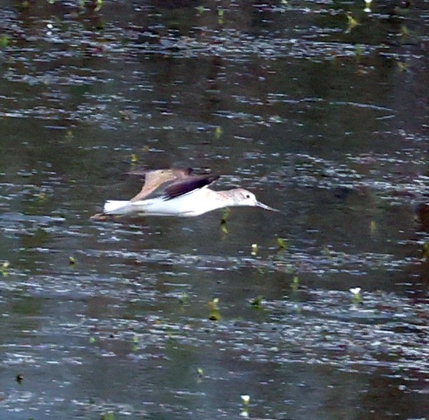 Common Greenshank - ML627908315