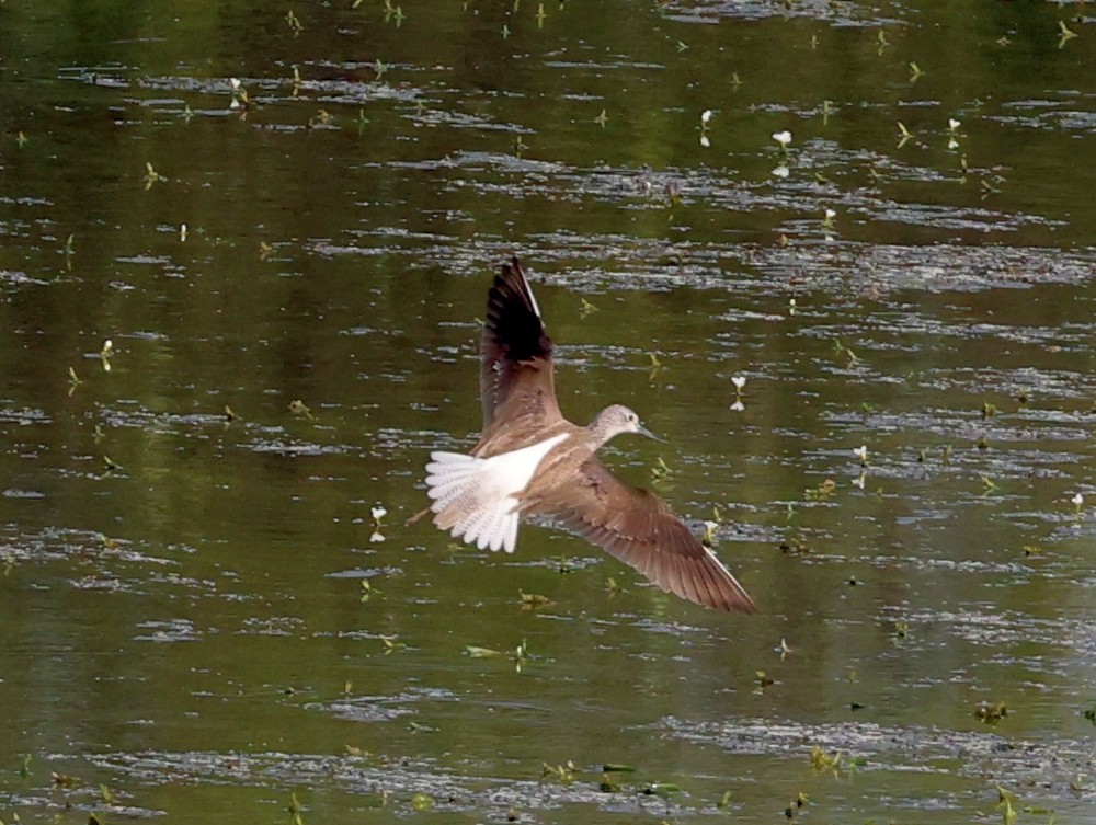 Common Greenshank - ML627908316