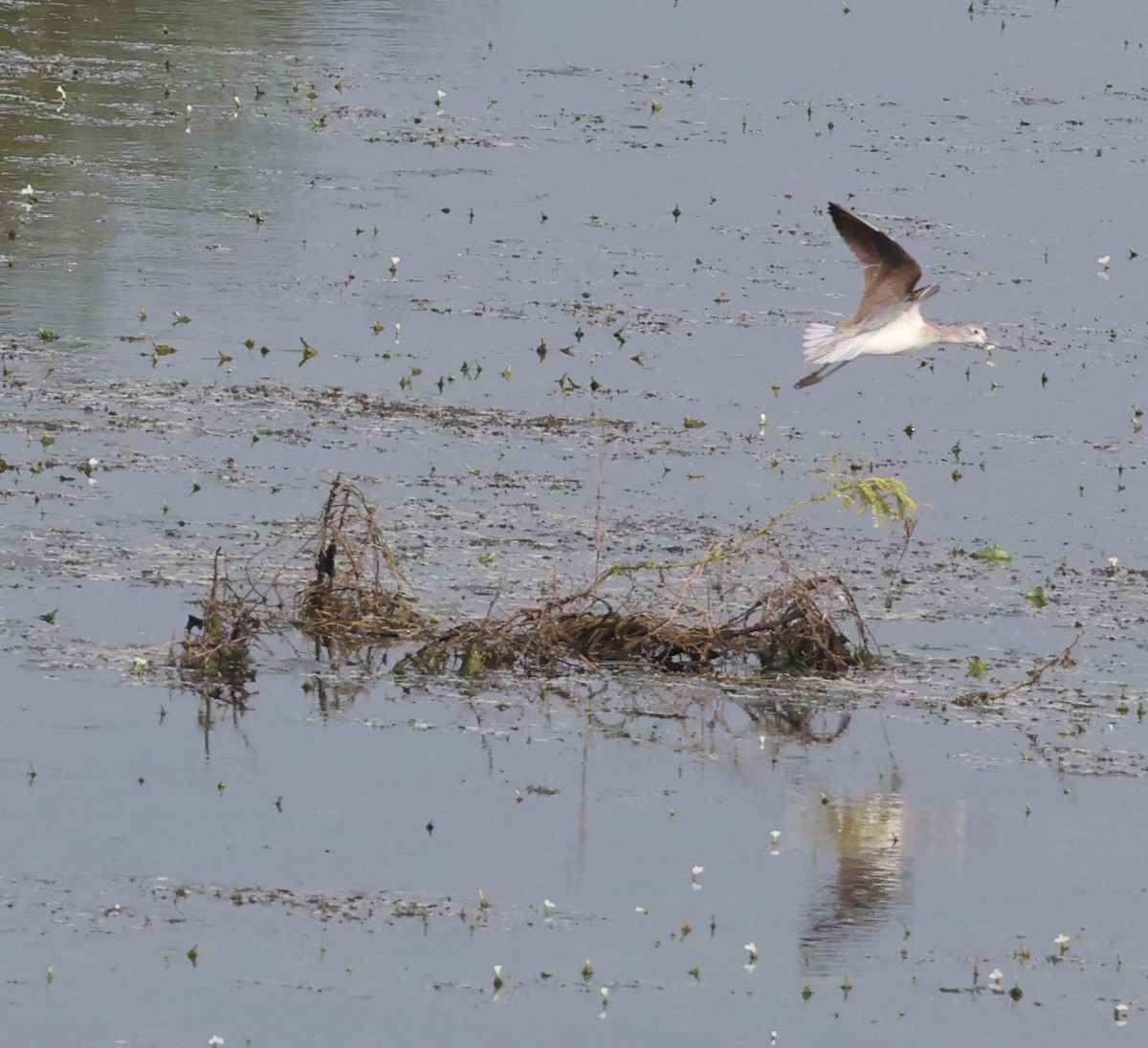 Common Greenshank - ML627908317