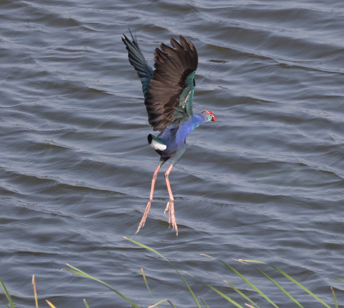 Gray-headed Swamphen - ML627908357