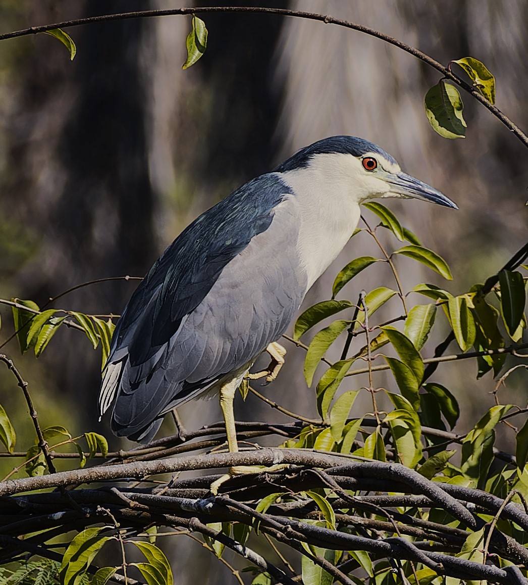 Black-crowned Night Heron - ML627908399