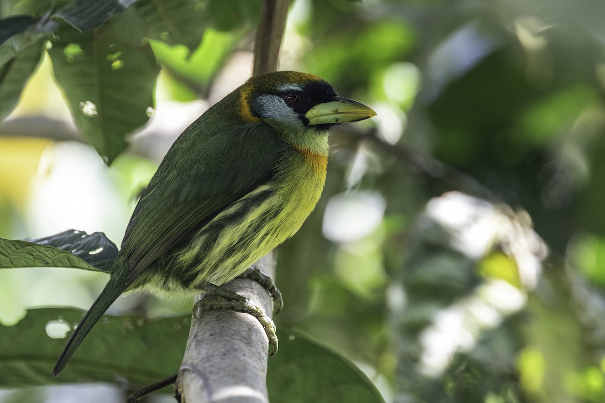 Red-headed Barbet - ML627908409