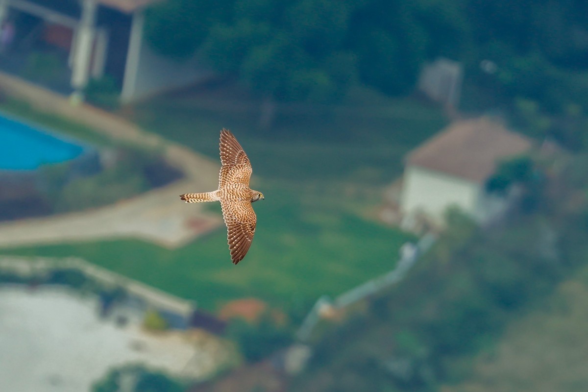 Eurasian Kestrel - ML627908425