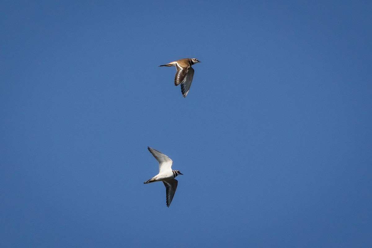 Killdeer - ML627908441