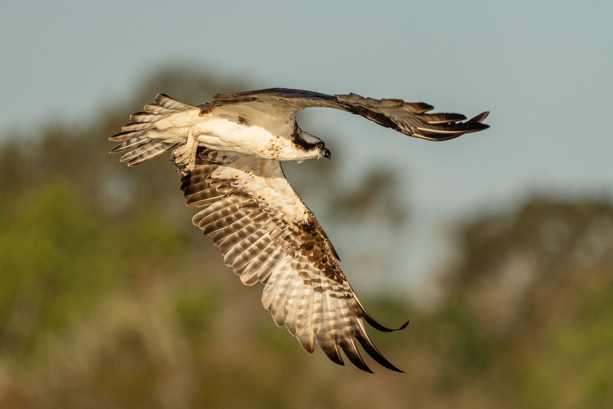Osprey - ML627908477