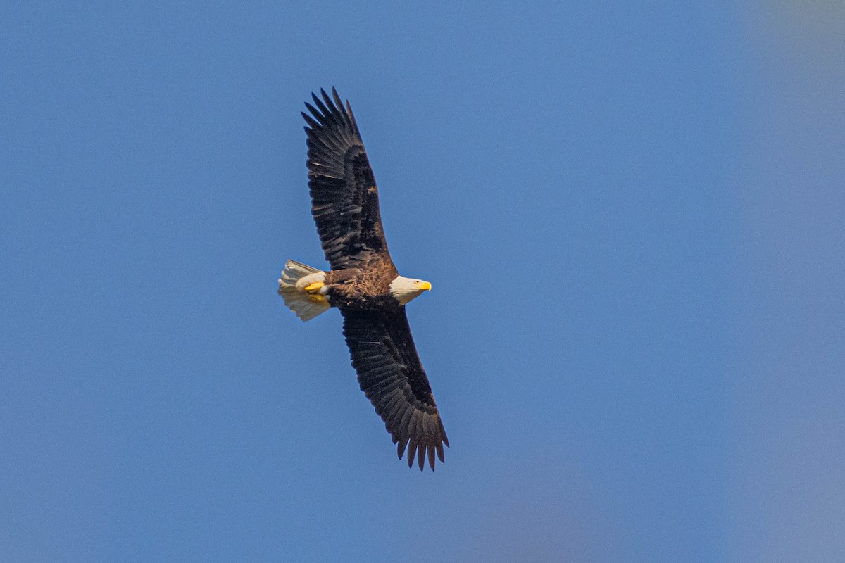 Bald Eagle - ML627908482