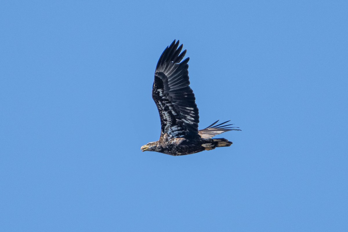 Bald Eagle - ML627908487