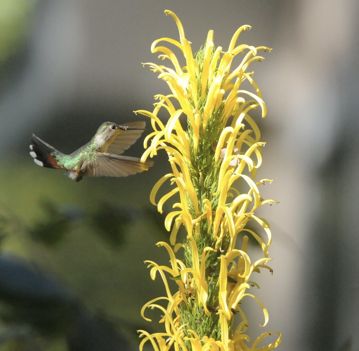 Broad-tailed Hummingbird - ML627908492