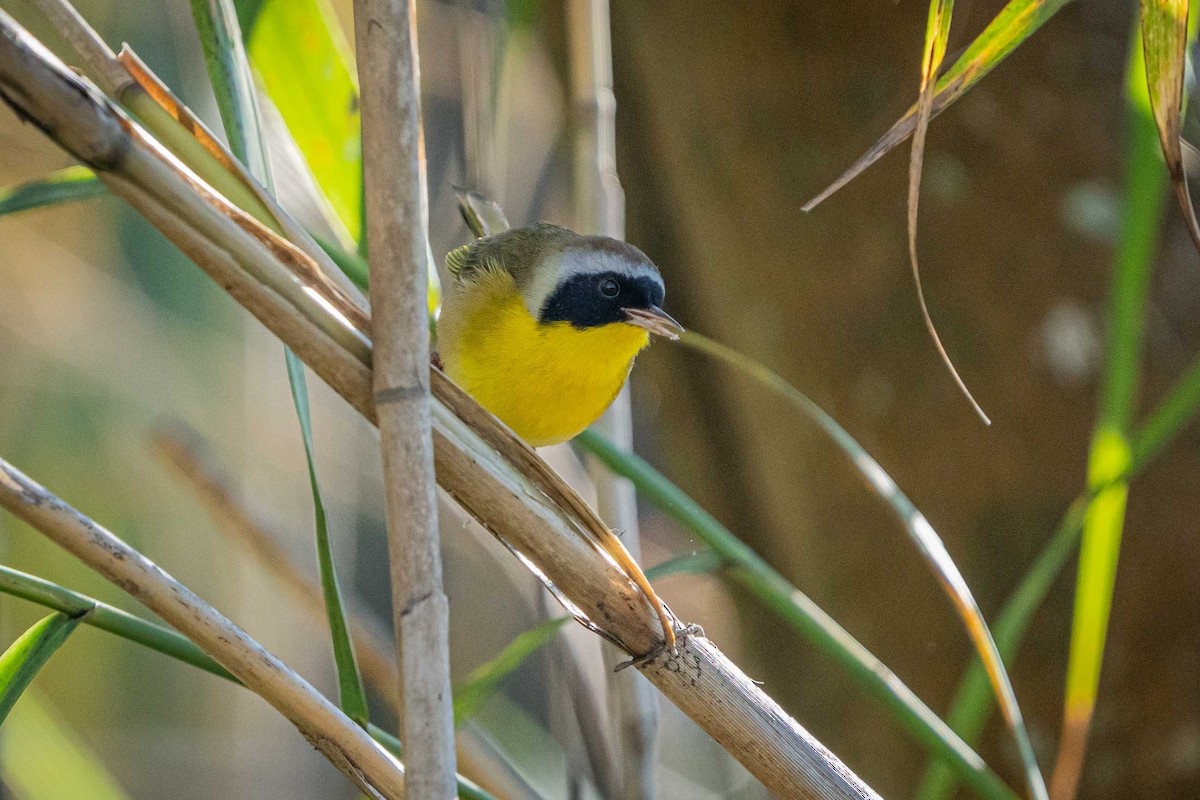 Common Yellowthroat - ML627908495