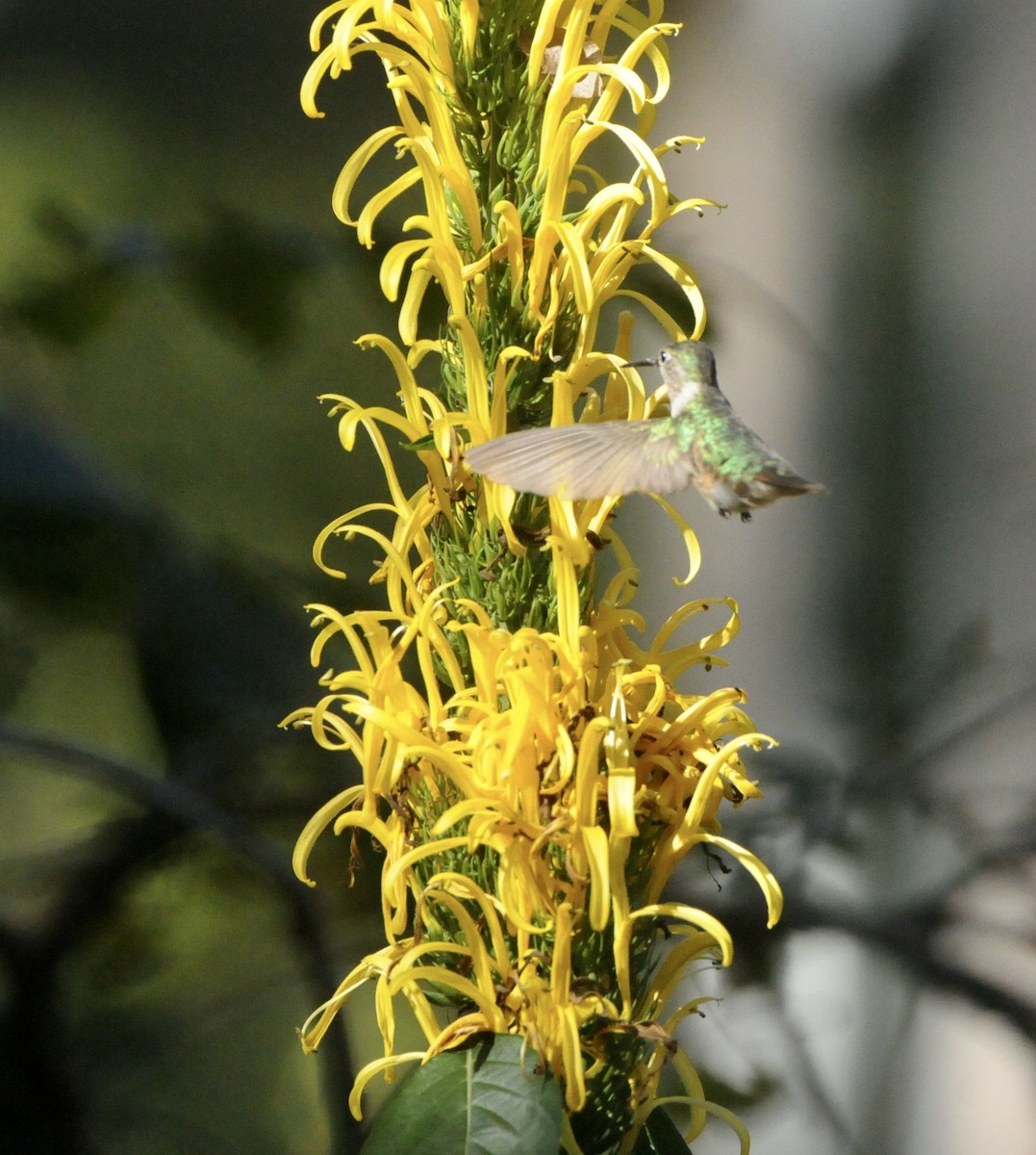 Broad-tailed Hummingbird - ML627908504