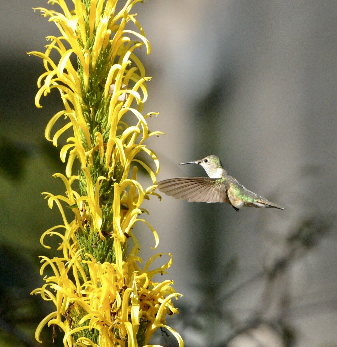 Broad-tailed Hummingbird - ML627908522