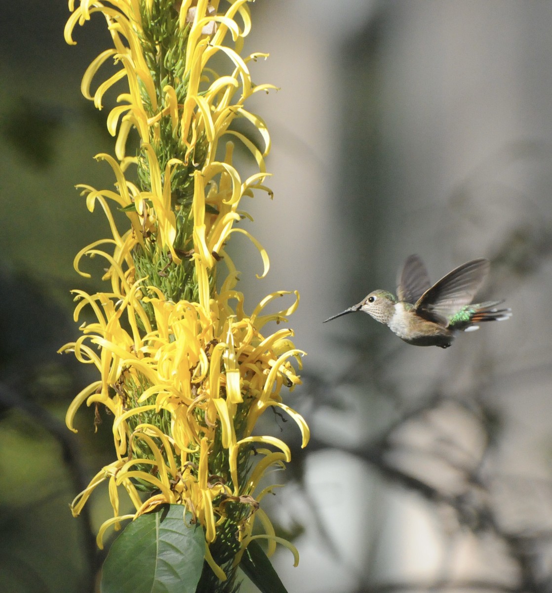 Broad-tailed Hummingbird - ML627908529