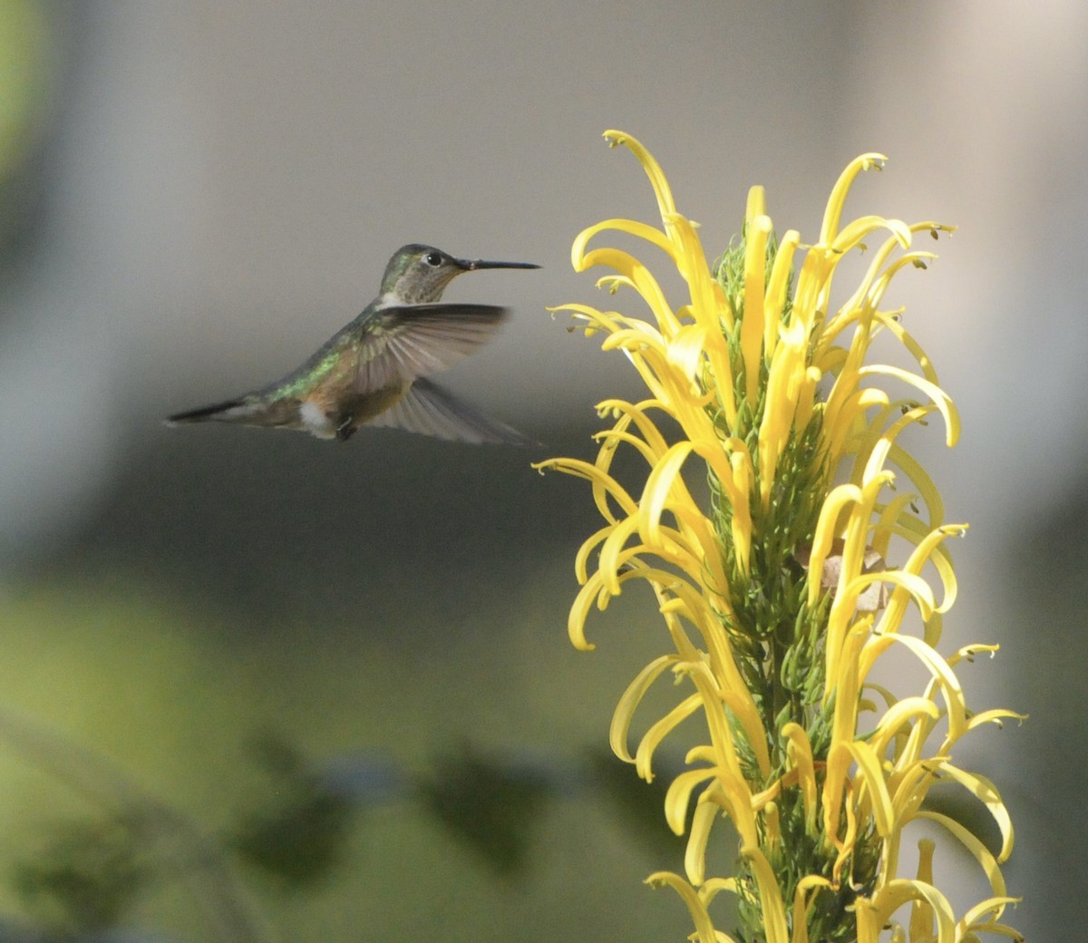 Broad-tailed Hummingbird - ML627908537